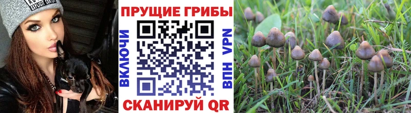 Псилоцибиновые грибы мухоморы  гидра ТОР  Шилка 